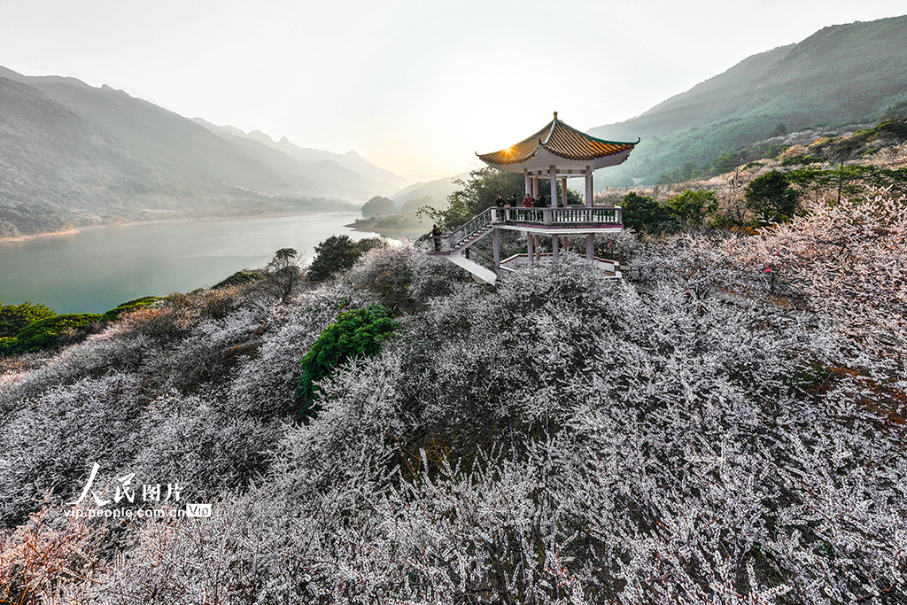 广东广州：梅花绽放迎客来【2】