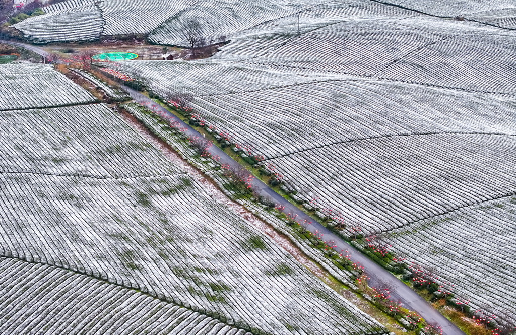 这是雪后的湄潭茶海景区（1月9日摄，无人机照片）。