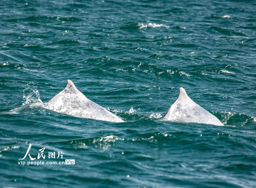 广西钦州：中华白海豚逐浪三娘湾