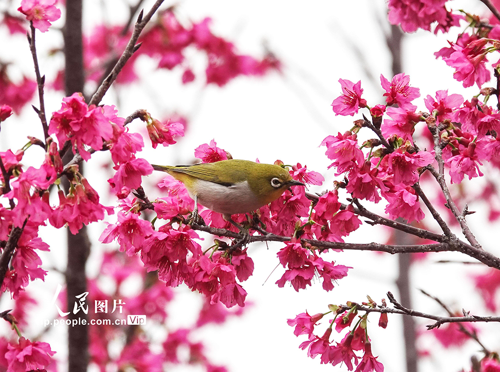 广西南宁：小鸟“戏”花春意闹