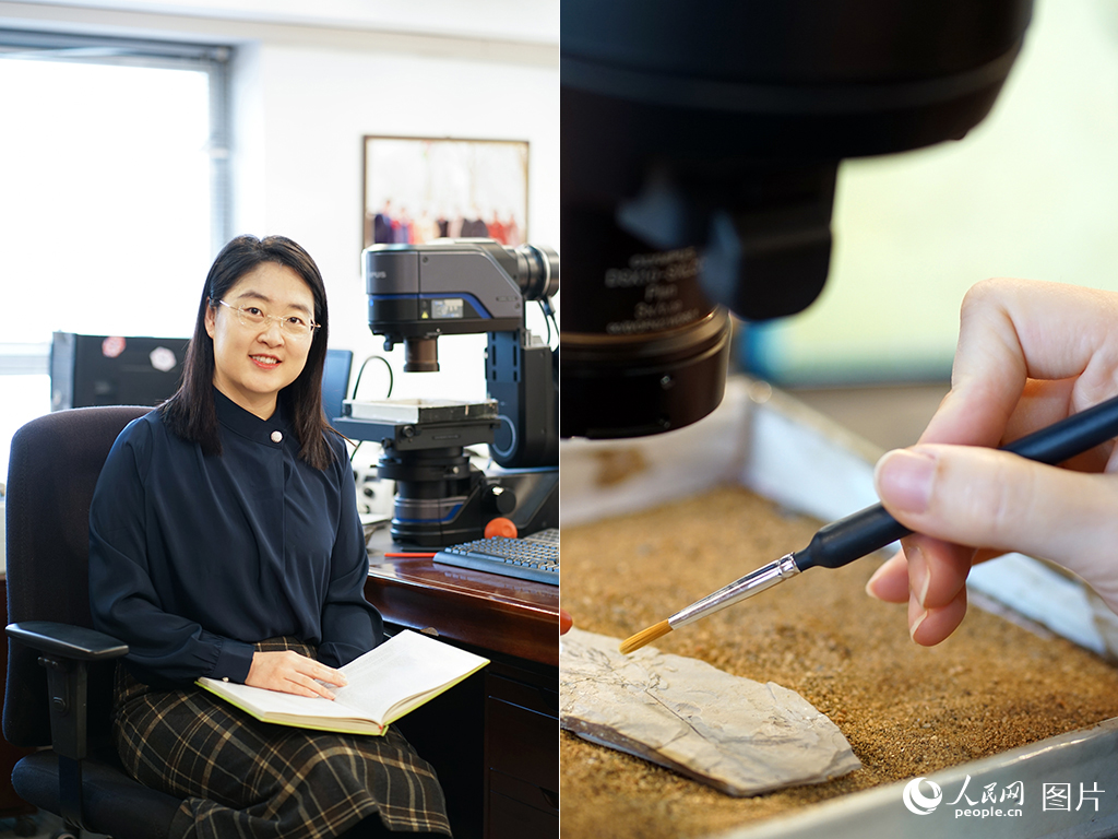 譚笑正在進行古生物科研工作。人民網 周宋雪攝