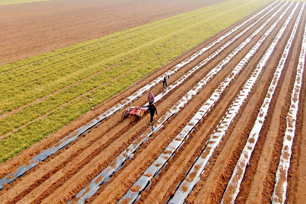 3月8日，山东省临沂市平邑县仲村镇农民在田间为马铃薯覆盖地膜（无人机照片）。新华社发（武纪全摄）