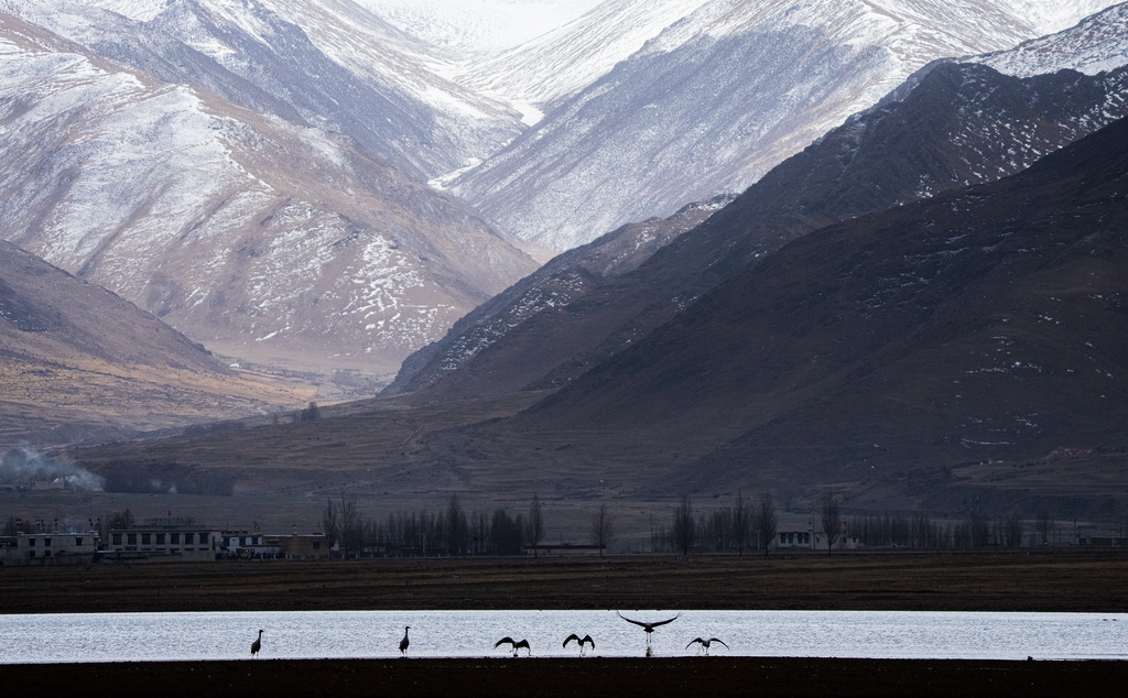 這是3月8日在拉薩市林周縣虎頭山水庫拍攝的黑頸鶴。新華社記者 丁增尼達 攝
