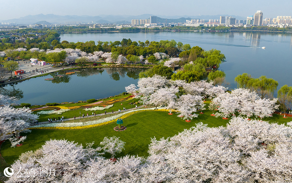 2025年3月26日，浙江省绍兴市柯桥区瓜渚湖畔的樱花和郁金香大面积盛开，美不胜收，吸引游客前来赏花踏青。人民网 章勇涛摄