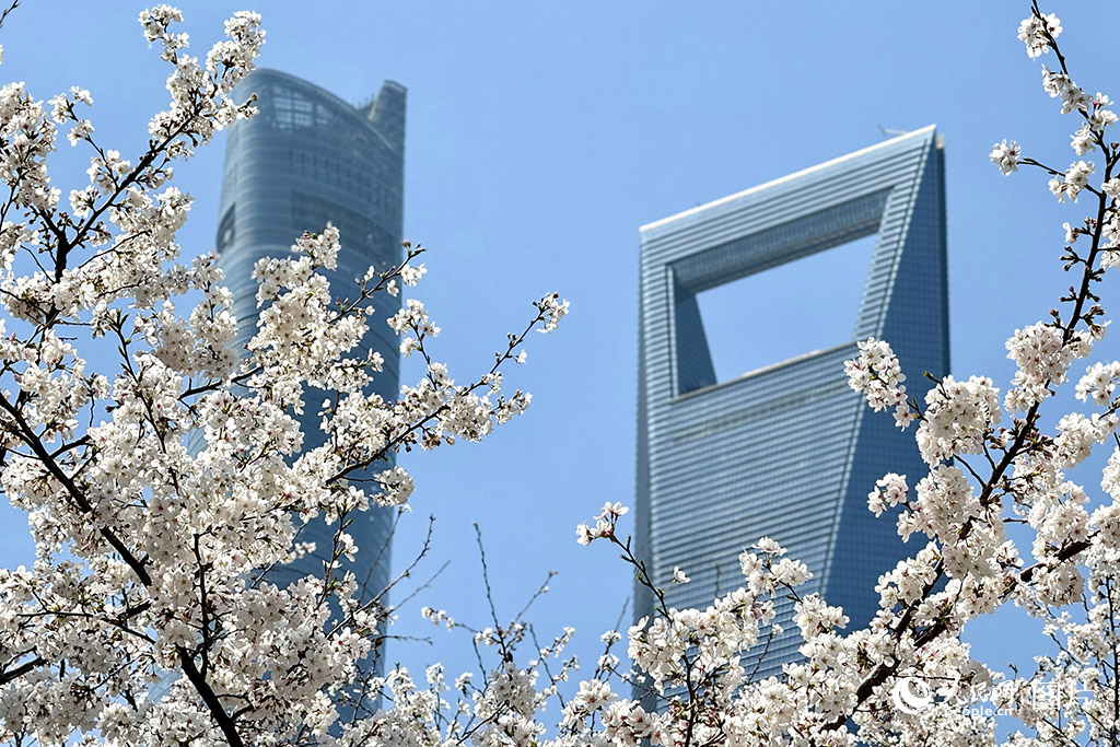 3月25日，上海陆家嘴世纪大道樱花园内樱花竞相绽放，引得附近上班的白领纷纷前来打卡拍照。人民网记者 龚莎摄