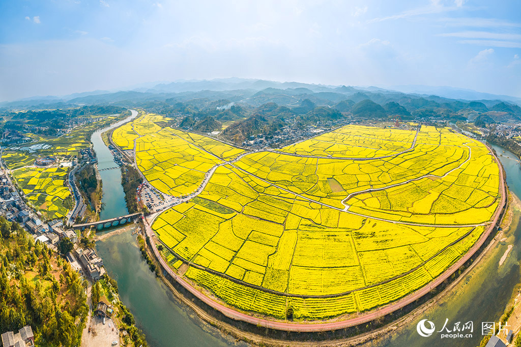 3月24日，贵州省黔南州贵定县“金海雪山”景区内的1500余亩油菜花在明媚的春光里竞相绽放。人民网记者 涂敏摄