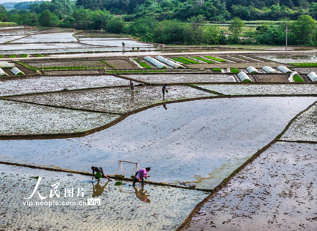 湖南道县：早稻栽插 田间绘新景