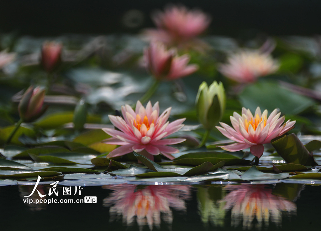湖南衡阳：睡莲花开【4】