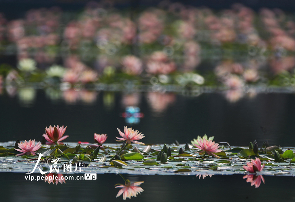 湖南衡阳：睡莲花开【5】