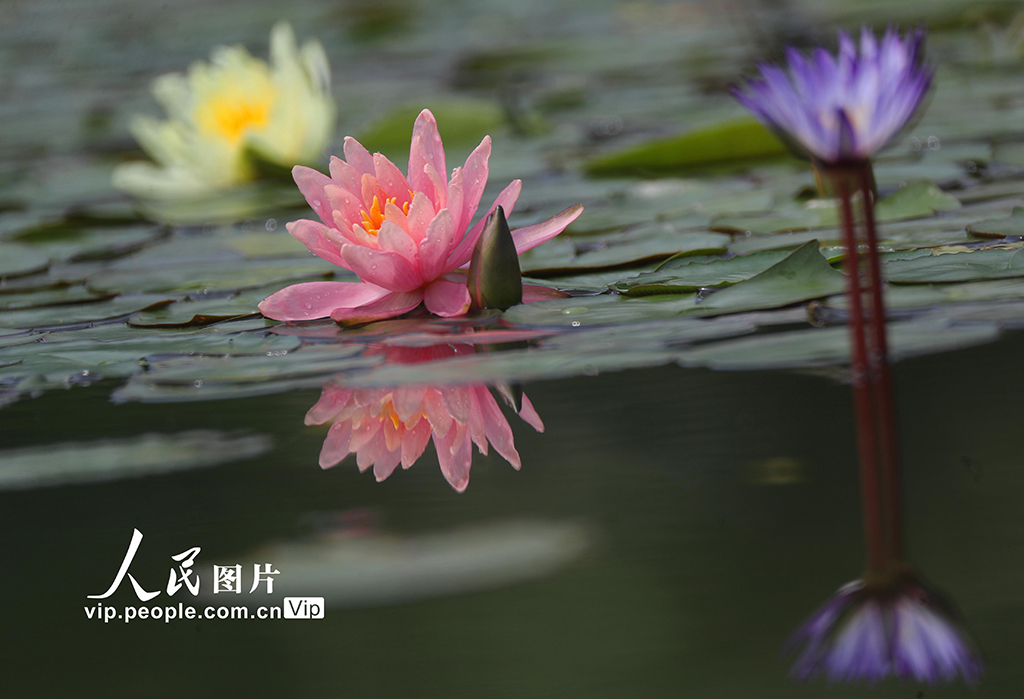 湖南衡阳：睡莲花开【8】