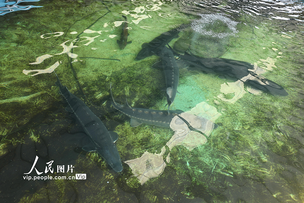 四川長寧：80萬尾長江鱘幼苗成功孵化【2】