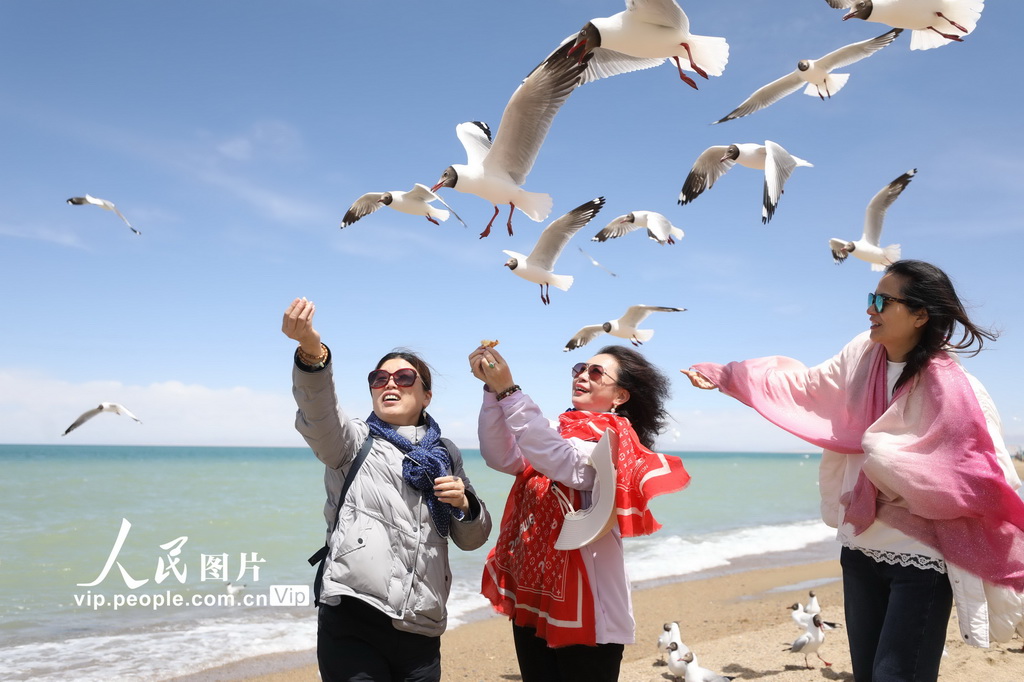 青海海南:鷗鳥翔集【2】