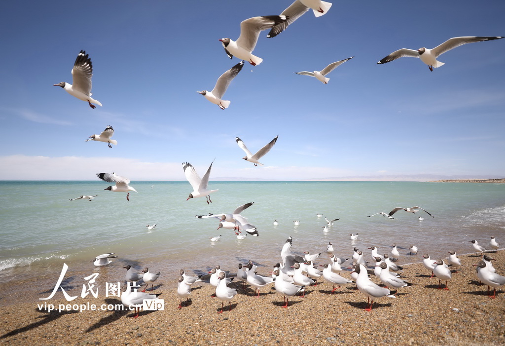 青海海南：鷗鳥翔集【3】