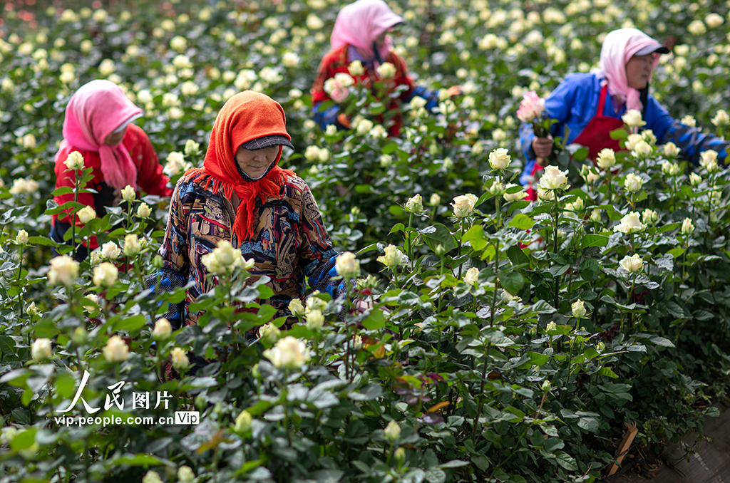 甘肃张掖：“美丽经济”助力乡村振兴【6】