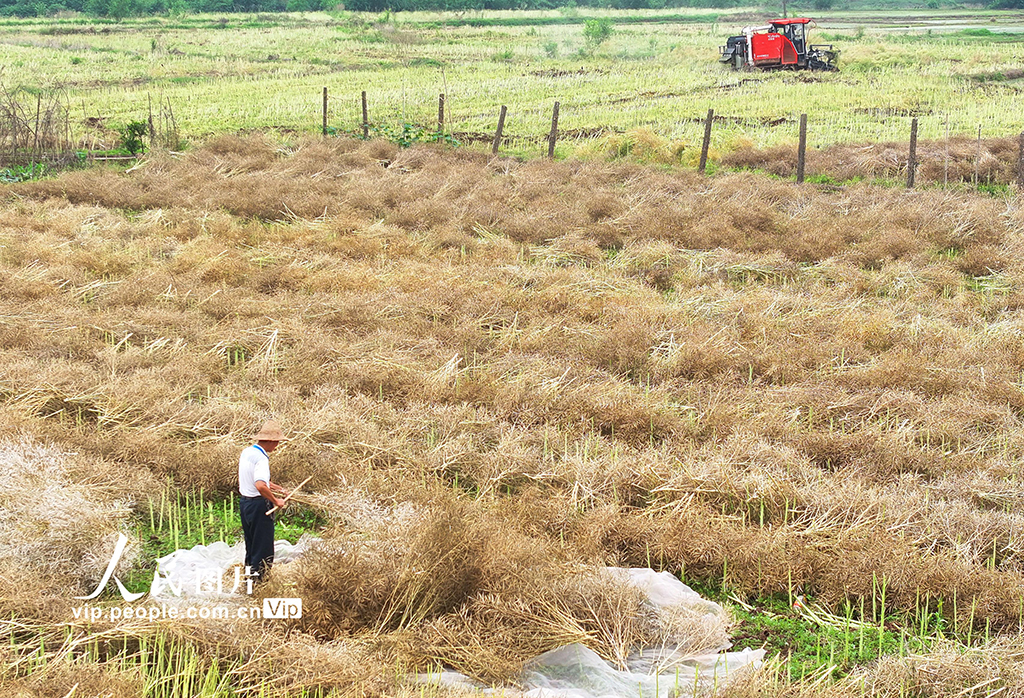 湖南衡阳：油菜籽收割【2】