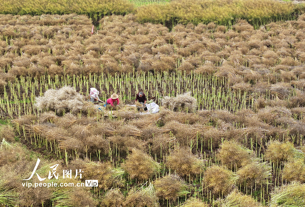 湖南衡阳：油菜籽收割【7】