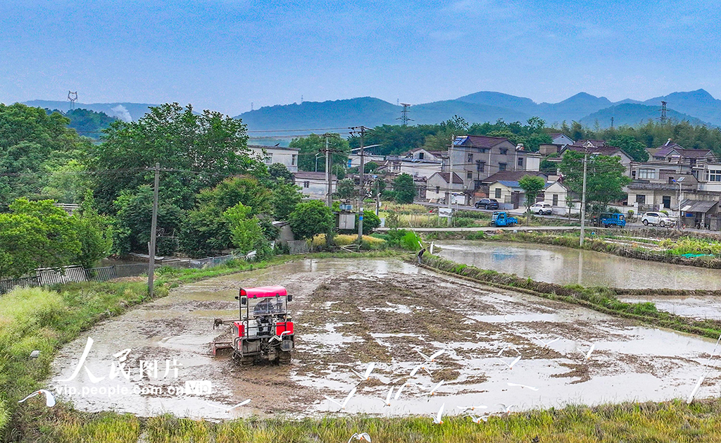 安徽芜湖：鹭鸟伴耕【5】