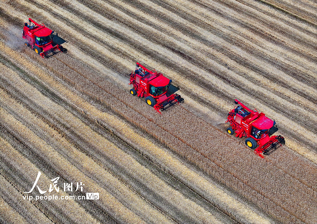 江西九江：冬小麦喜获丰收【4】