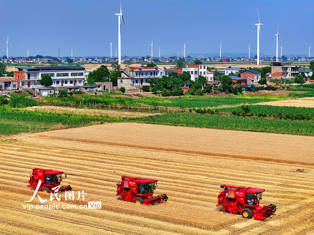 江西九江：冬小麥喜獲豐收【3】