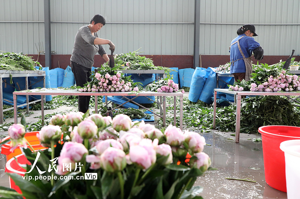 山東博興:“鮮花經濟”助力鄉村振興【2】