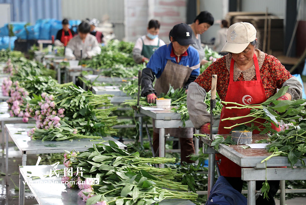 山東博興:“鮮花經濟”助力鄉村振興【3】