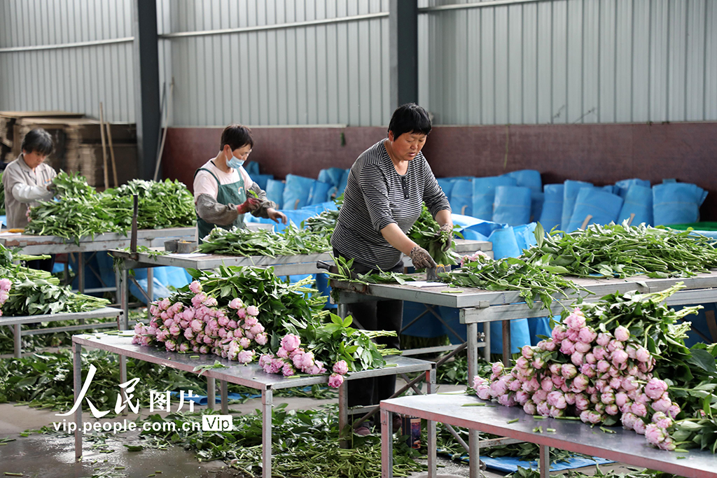 山東博興:“鮮花經濟”助力鄉村振興【4】