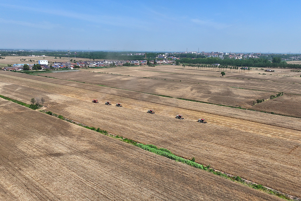 5月12日，湖北省当阳市草埠湖镇小麦开镰收割。