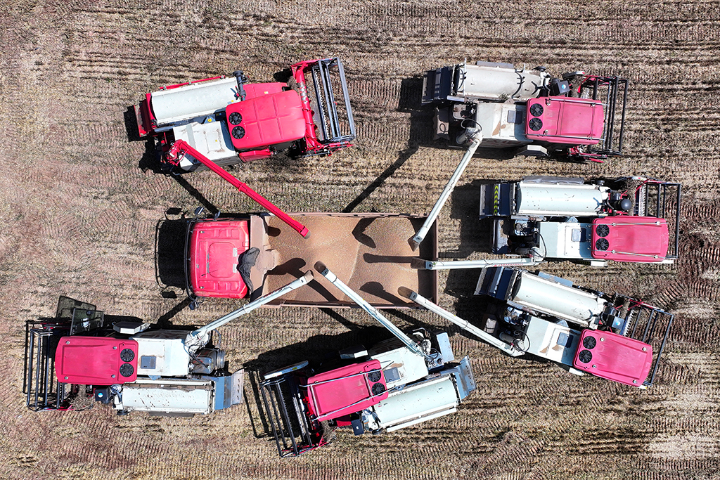 5月12日，湖北省当阳市草埠湖镇小麦开镰收割。
