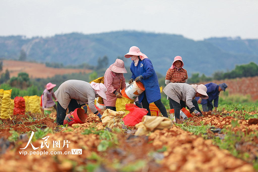 云南陆良：小春马铃薯喜丰收【2】