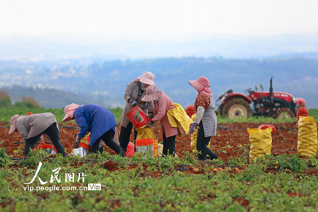 云南陆良：小春马铃薯喜丰收【3】