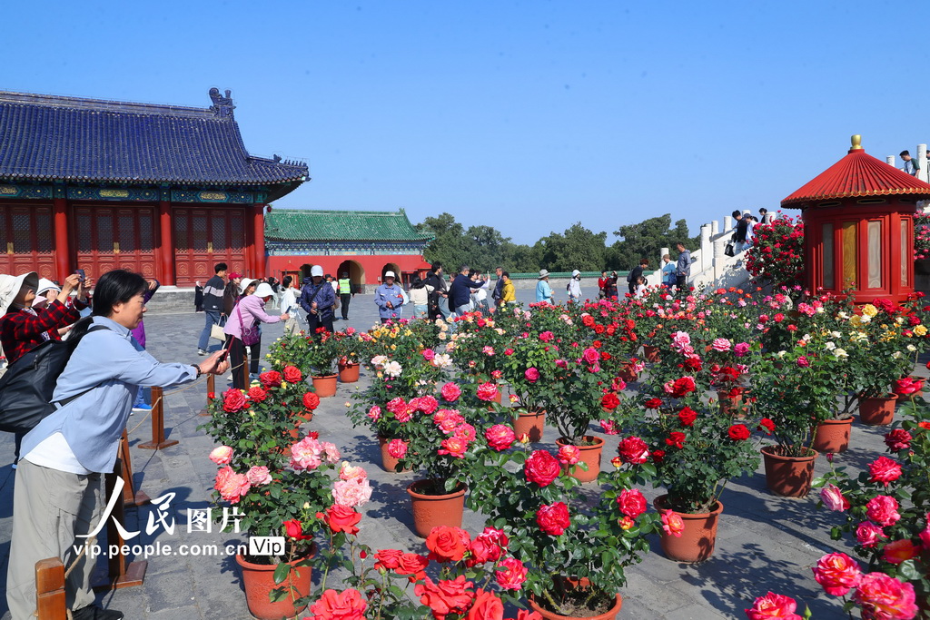 北京天坛公园月季盛开迎客来【2】