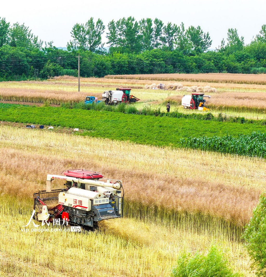 安徽蕪湖：收割油菜【3】