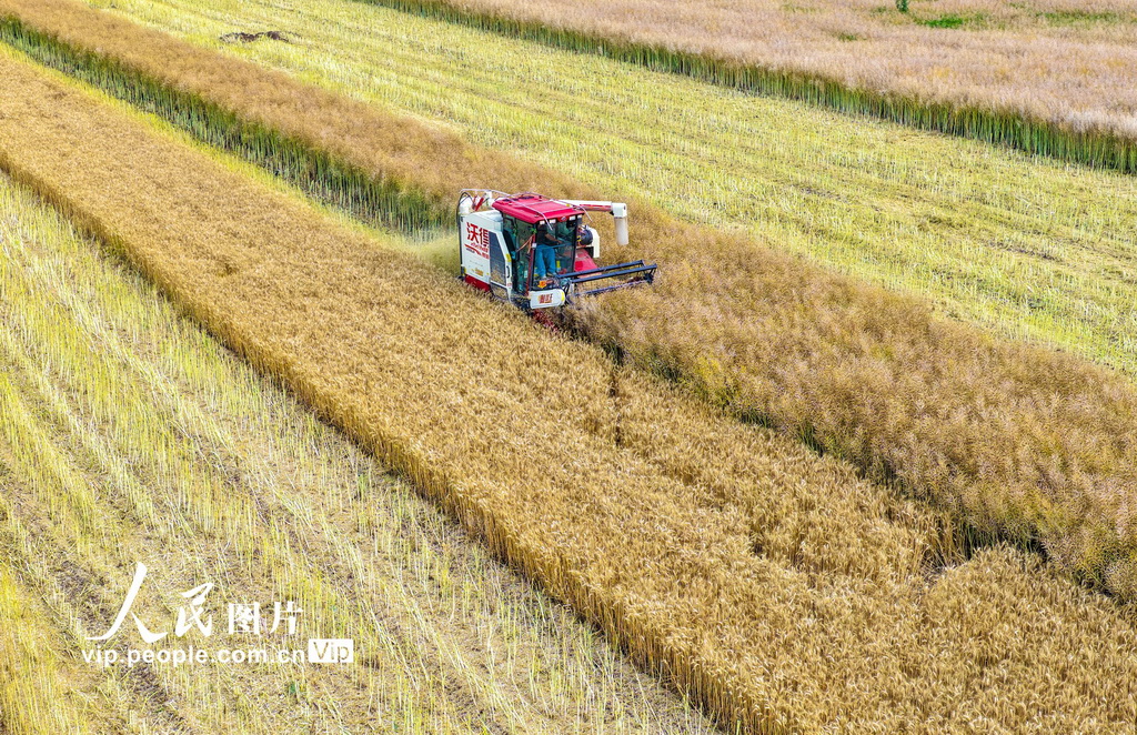 安徽芜湖：收割油菜【5】