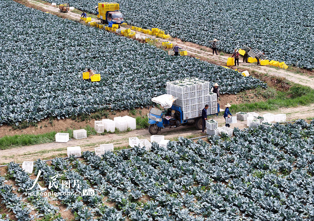 安徽蒙城：蔬菜采收【6】