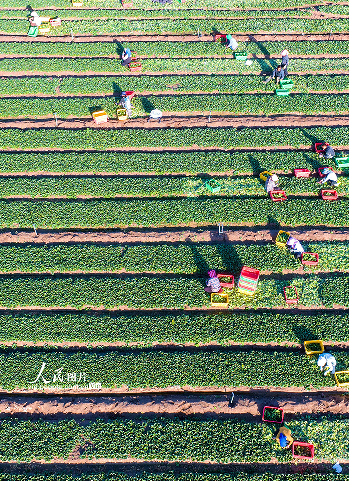 甘肅張掖：菜心喜豐收【4】