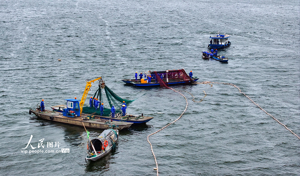 浙江淳安:千岛湖开启夏季巨网捕鱼作业【3】