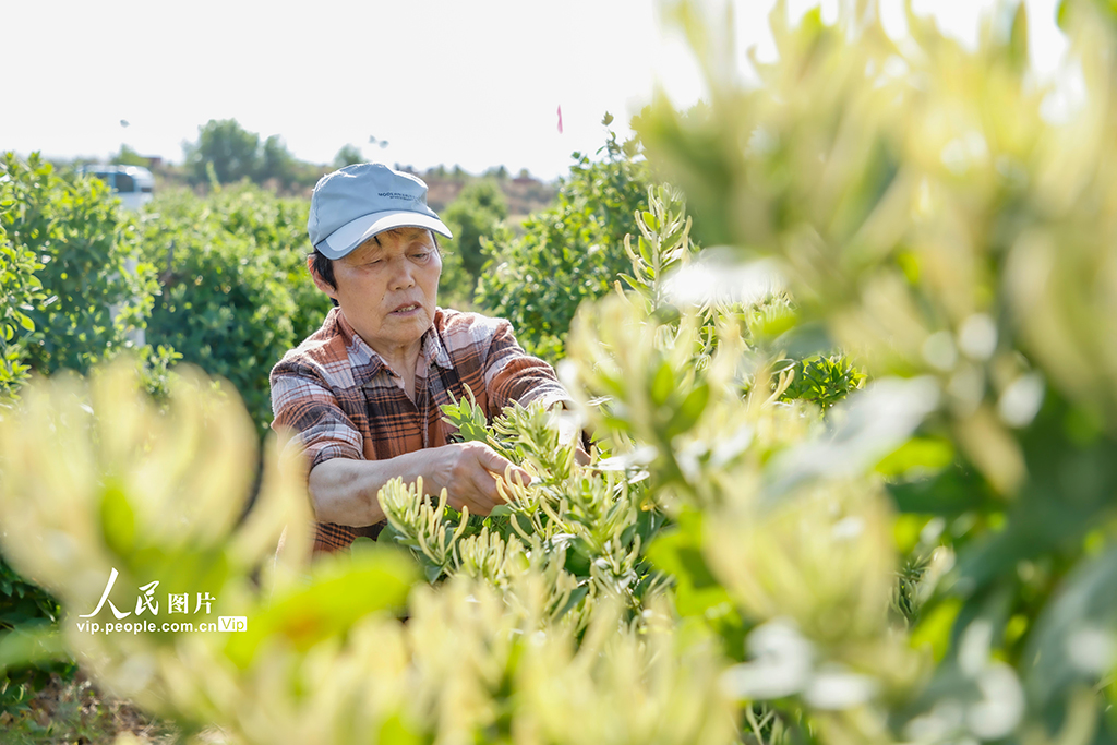 山西平陆:采摘金银花【2】