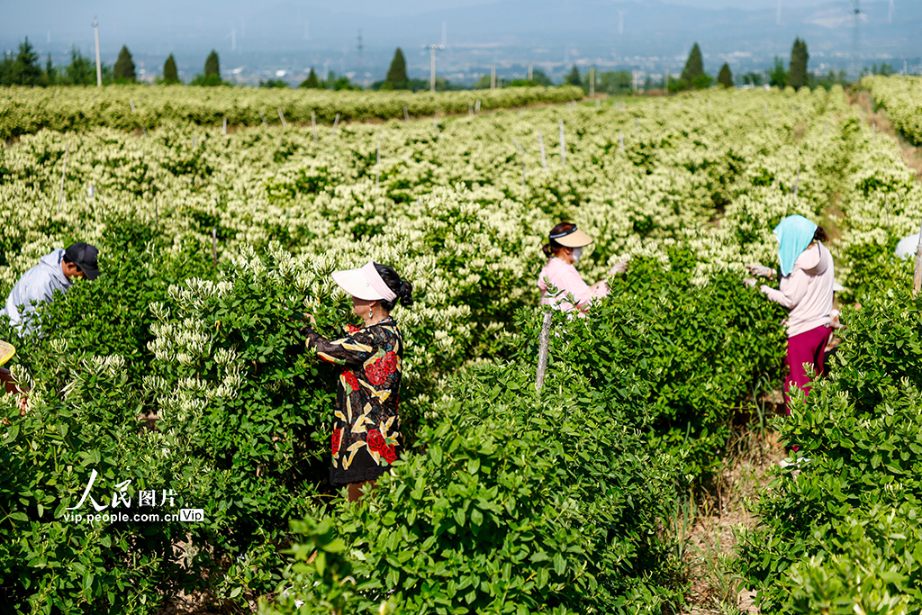 山西平陆:采摘金银花【3】
