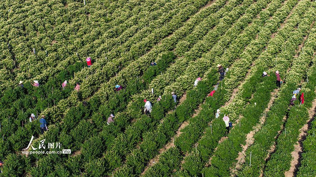 山西平陆:采摘金银花【4】