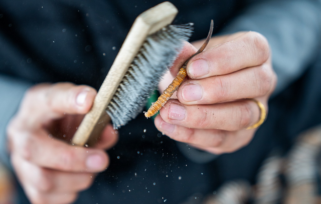 在那曲市索縣西昌鄉，牧民白嘎在清理虫草（5月18日攝）。