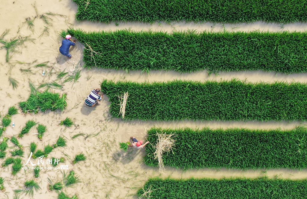 四川蓬安：田间起秧插秧【4】