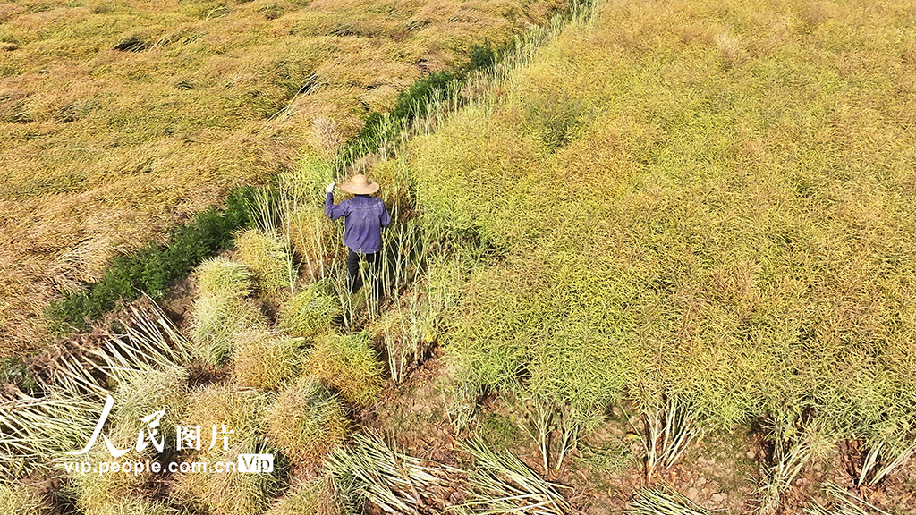 湖北房县:油菜喜丰收 田间收割忙【2】