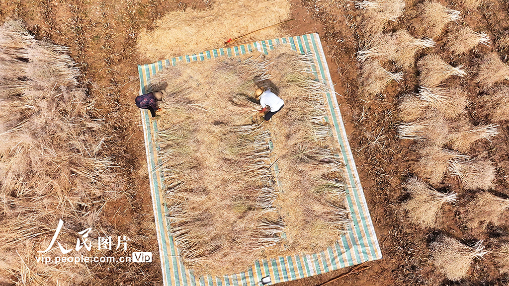 湖北房县：油菜喜丰收 田间收割忙【5】