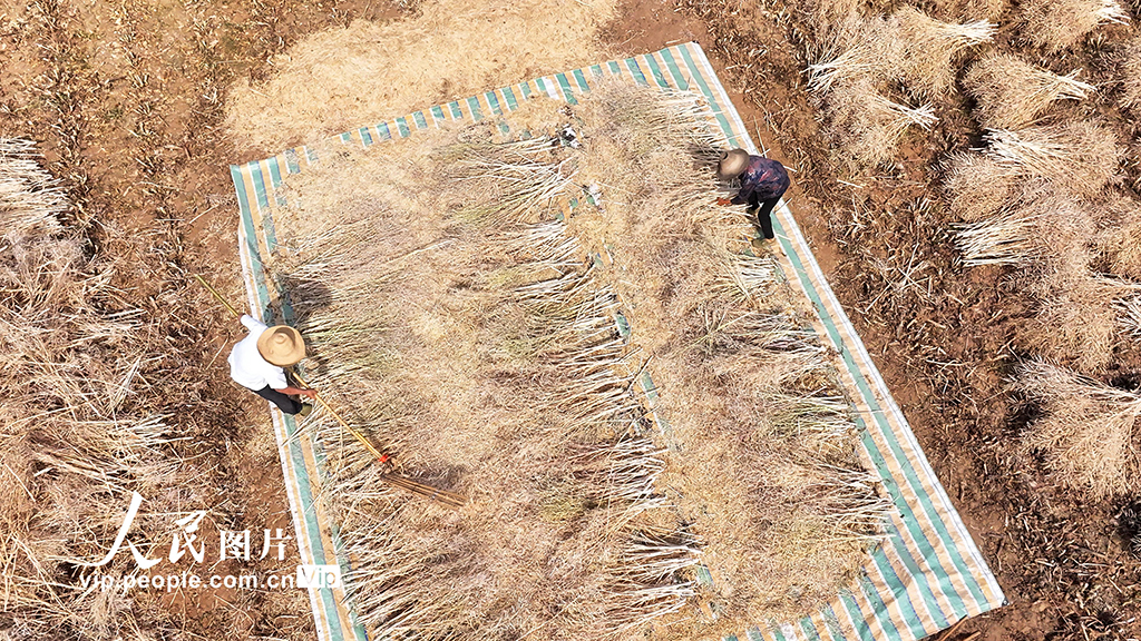 湖北房县:油菜喜丰收 田间收割忙【6】