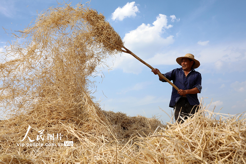 湖北房县：油菜喜丰收 田间收割忙【7】