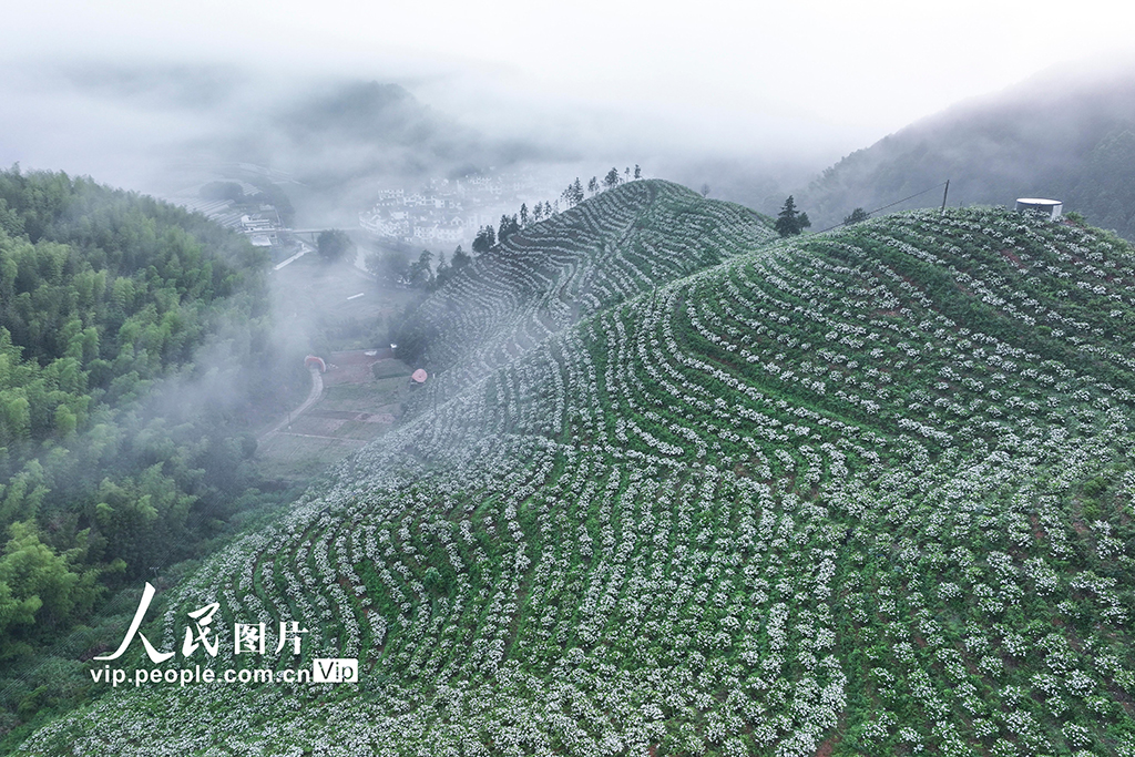 浙江淳安:採摘梔子花【4】