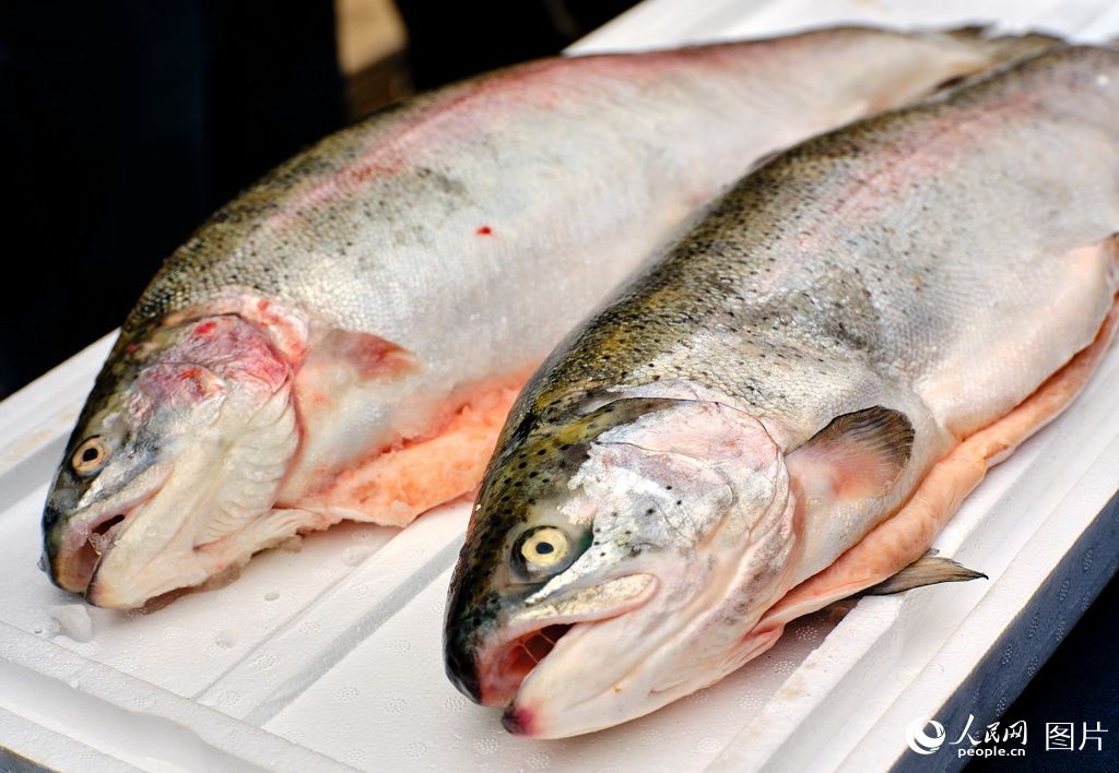 山東日照:構建三文魚全產業鏈【5】