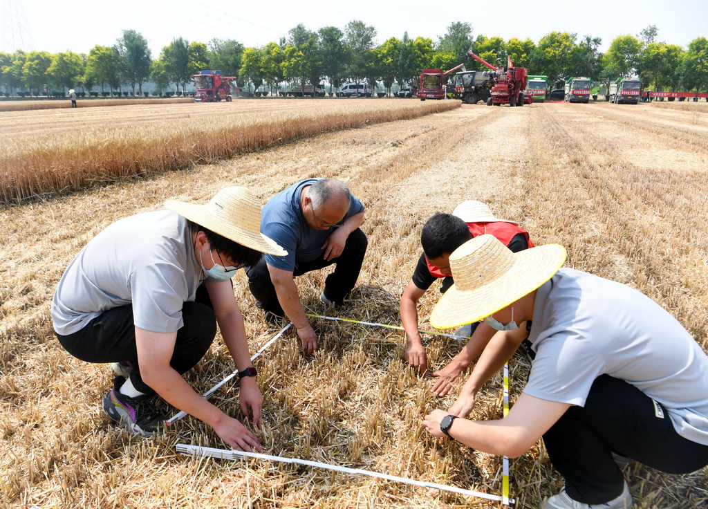 5月28日,在活動現場,工作人員在選定的採樣區域撿拾掉落的麥粒。