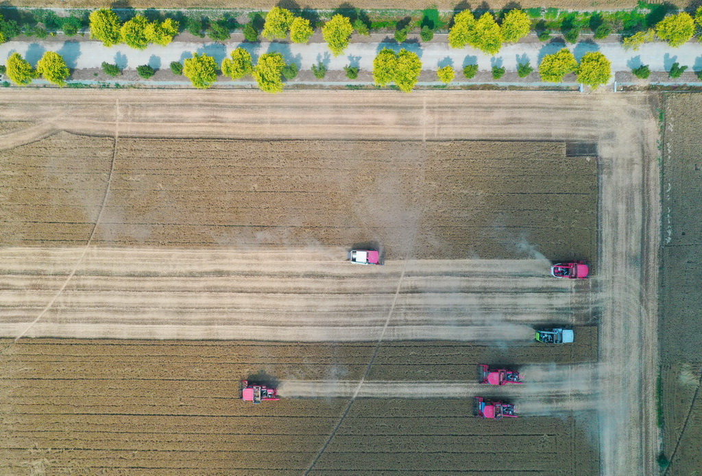 這是5月28日在河南省周口市商水縣張庄鎮張坡村拍攝的活動現場(無人機照片)。