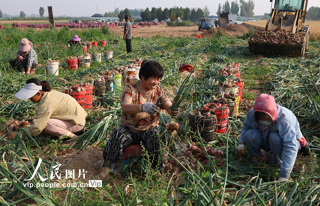 河南內黃：洋蔥豐收【4】